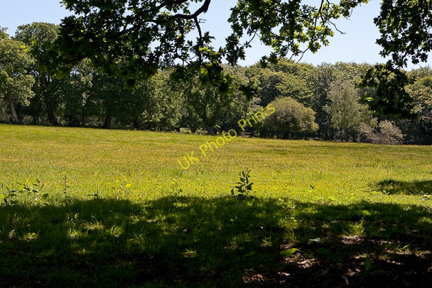 Photo 6"x4" Buttercup field south of Braggers Lane Shirley\/SZ1798 c2010