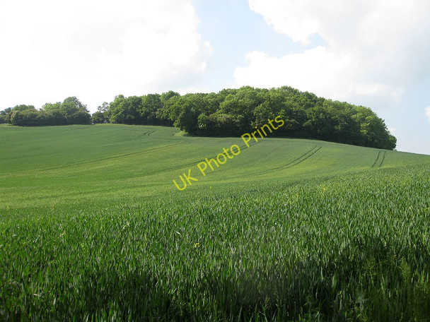 Photo 6"x4" Whittlebury Wood Sollers Hope c2010