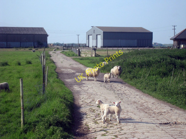Photo 6"x4" Lambs at Black House Farm East Guldeford c2010
