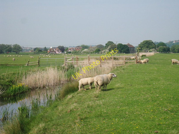 Photo 6"x4" Sheep and Lambs next to Guldeford Sewer East Guldeford c2010