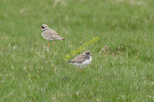 Photo 6"x4" Ringed Plovers (Charadrius hiaticula), Lamba Ness Kirkaton c2010