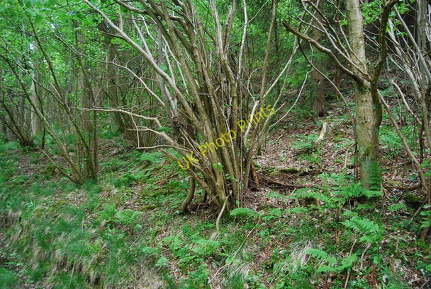 Photo 6"x4" Coppiced tree, Dalby Forest Bickley Gate Fm c2010