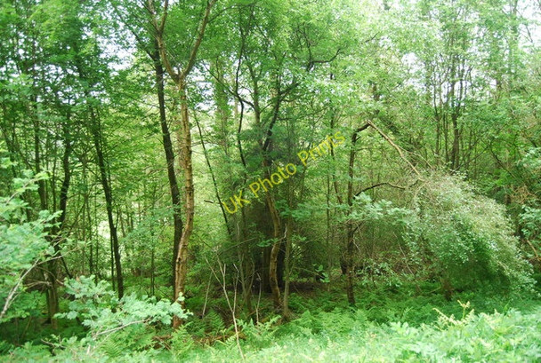 Photo 6"x4" Part of the Dalby Forest Fox Howe c2010