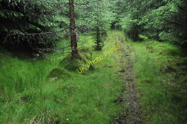 Photo 6"x4" Overgrown forest track in Glen Duror Achadh nan Darach c2010