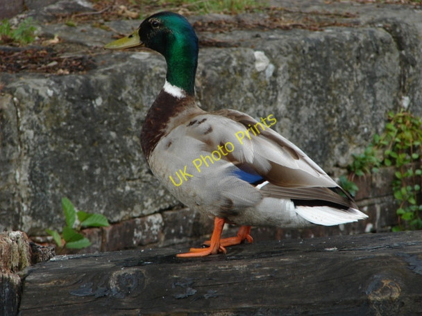 Photo 6"x4" A duck Pirbright Camp c2010