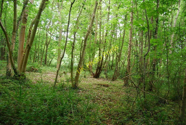Photo 6"x4" In Scarwell Wood East Ayton c2010