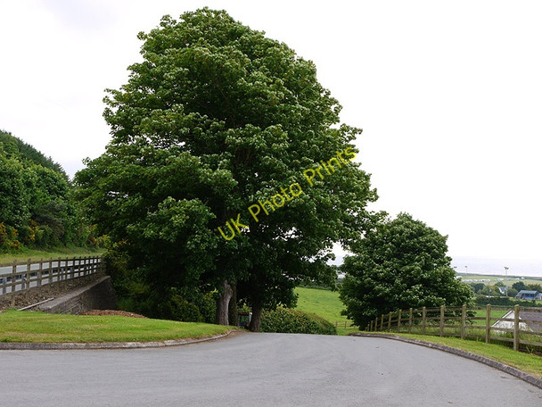 Photo 6"x4" Tree by Cilgwnan Aberaeron c2010