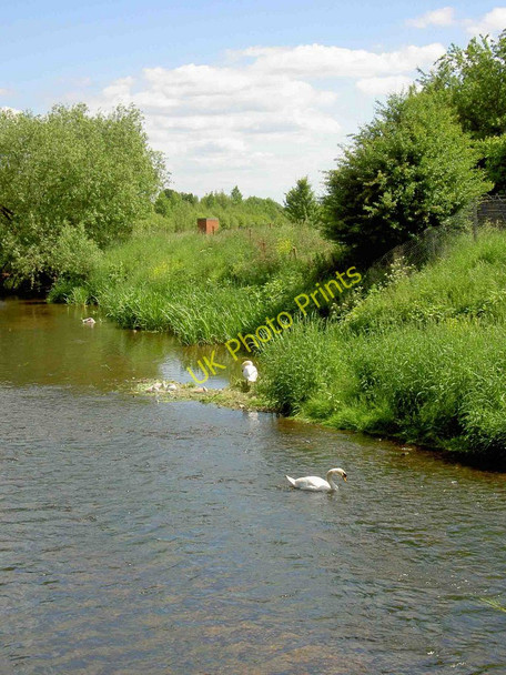Photo 6"x4" Swans and their cygnets on the River Dearne Millhouses\/SE4204 c2010