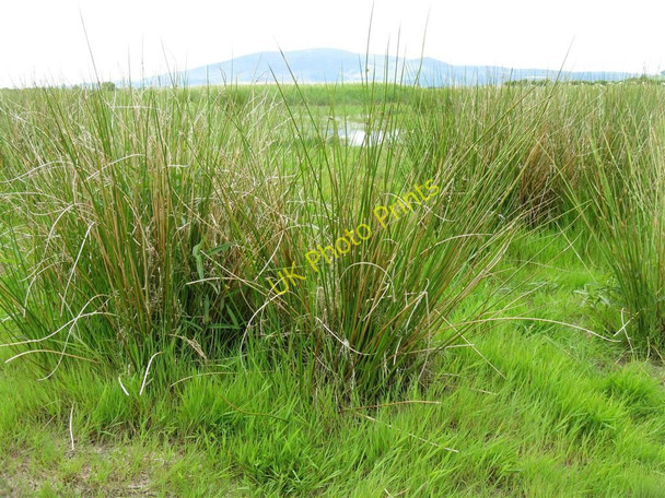 Photo 6"x4" Rushes at Powhillon Ruthwell c2010