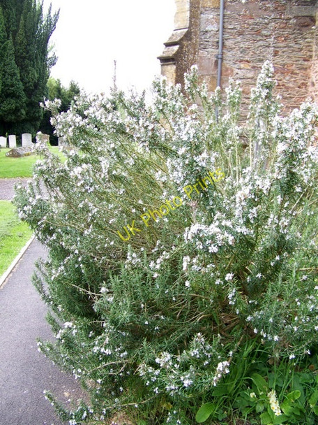 Photo 6"x4" Rosemary (Rosmarinus officinalis), St Mary's Church Kingston St Mary c2010