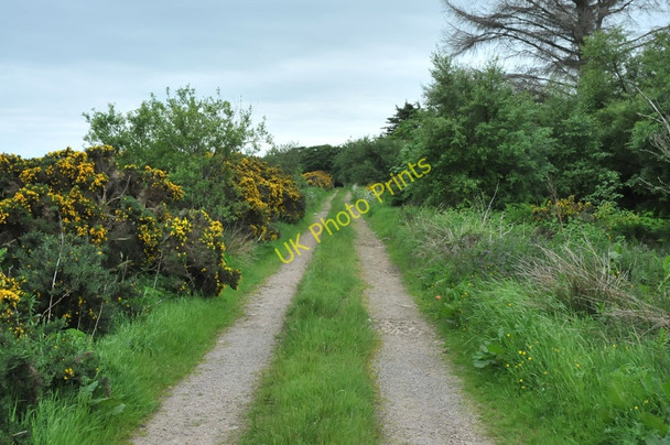 Photo 6"x4" Track into Cairntawie Wood Cuttyhill c2010