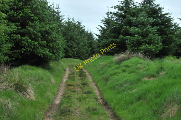 Photo 6"x4" Track through Cairntawie Wood Cuttyhill c2010