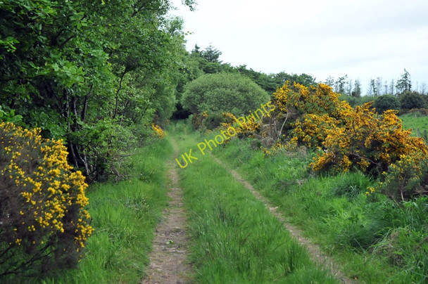 Photo 6"x4" Track past Cairntawie Wood Cuttyhill c2010