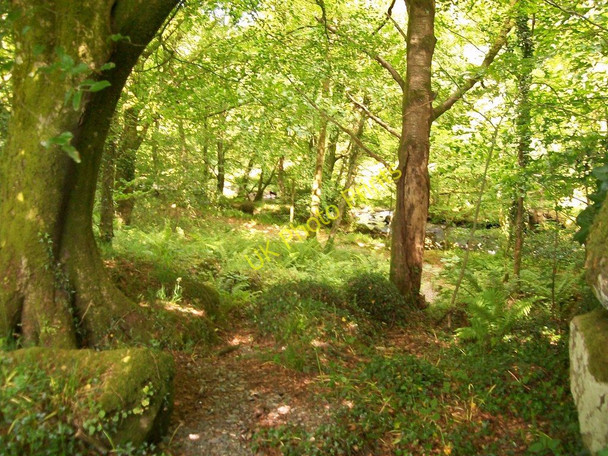 Photo 6"x4" Footpath along the sylvan banks of Afon Dwyfor Criccieth c2010