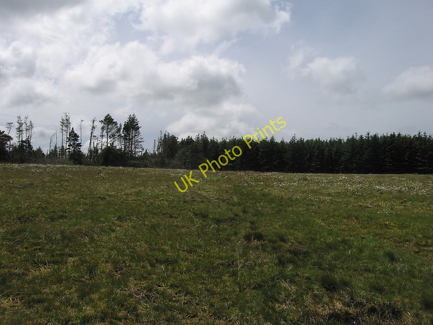 Photo 6"x4" Edge of the forest, Preseli Tafarn-y-bwlch c2010