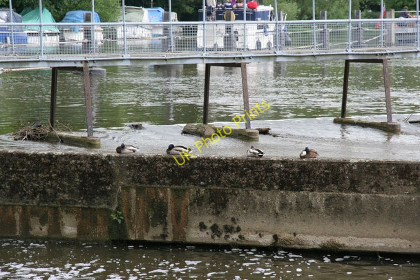Photo 6"x4" Ducks on the weir Pangbourne c2010