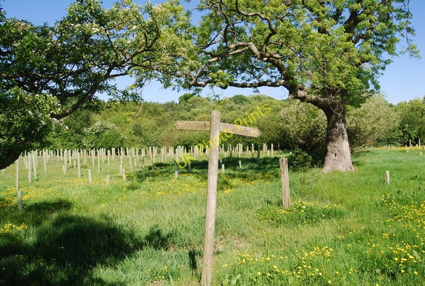 Photo 6"x4" Fingerpost, Harry's Folly Fylingthorpe c2010