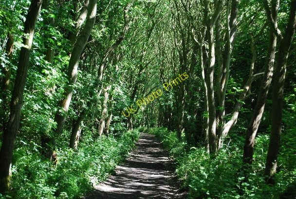 Photo 6"x4" Old railway line in the trees Fylingthorpe c2010