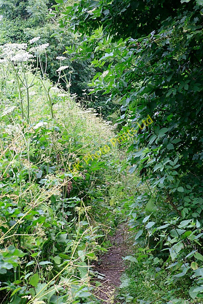 Photo 6"x4" Bridleway from Homington towards Nunton on side of Homington Down Homington c2006
