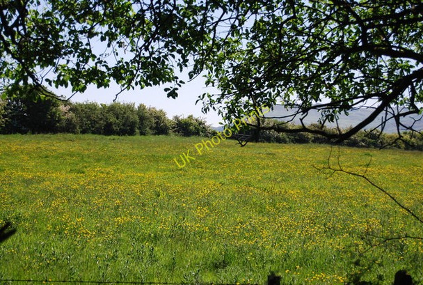 Photo 6"x4" Buttercup meadow, Middlewood Lane Fylingthorpe c2010