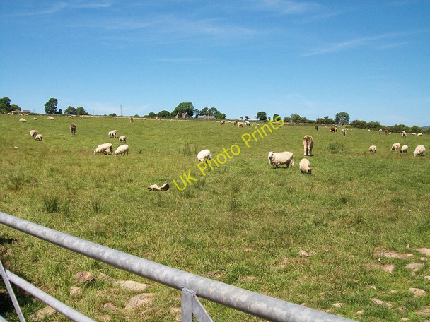 Photo 6"x4" Grazing cattle and sheep on Brynhynog land Pwllheli c2010