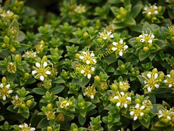 Photo 6"x4" Sea Sandwort (Honkenya peploides), Budle Bay Waren Mill c2010