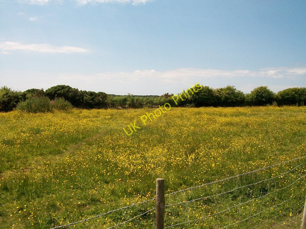 Photo 6"x4" Buttercup meadow near Bryn-bachau Chwilog c2010