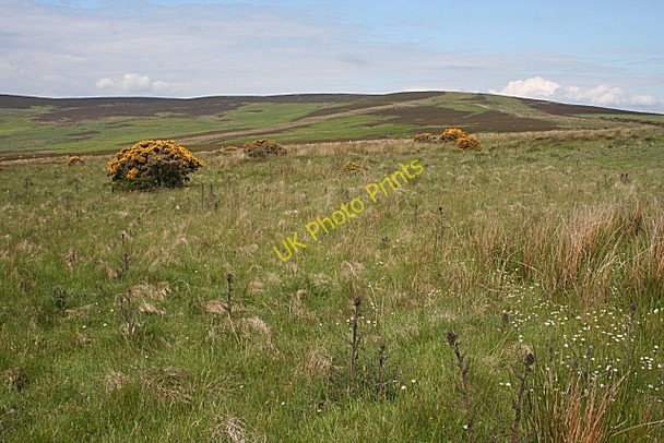 Photo 6"x4" Hill of Allochie Craiggie Cat c2010