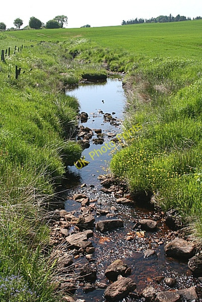 Photo 6"x4" Burn of Monboys Craiggie Cat c2010