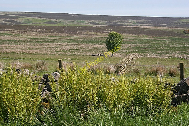 Photo 6"x4" Near Broomhill Craiggie Cat c2010