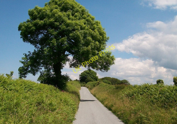 Photo 6"x4" Trees and hedgerows along Lon Denio Pwllheli c2010