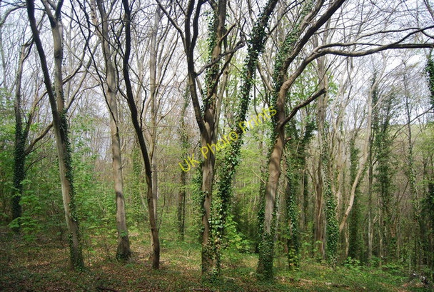 Photo 6"x4" In Friston Forest Westdean c2010
