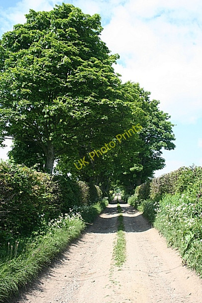 Photo 6"x4" Tree-lined Lane Kirktown of Fetteresso c2010