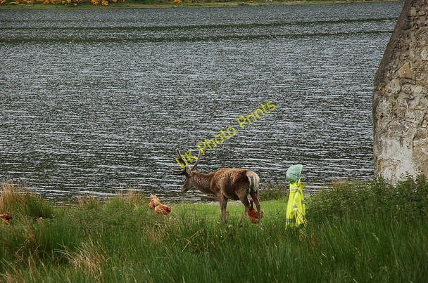Photo 6"x4" Stag with hens, Aultanrynie Kinloch\/NC3434 c2010