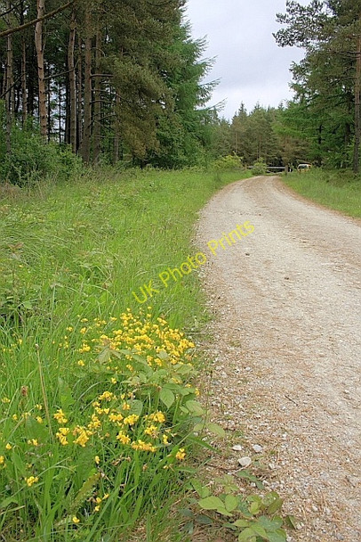 Photo 6"x4" Forest Track, Cropton Forest Stape c2010