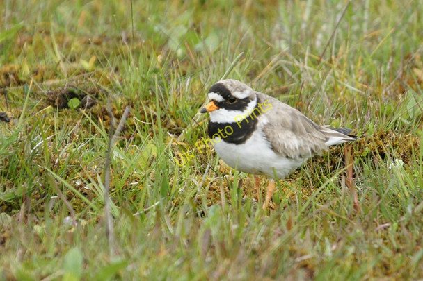 Photo 6"x4" Ringed Plover (Charadrius hiaticula), Mill Loch, East Burra Bridge End\/HU3733 c2010