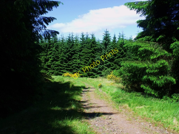 Photo 6"x4" Track through Sitka plantation High Banton c2010