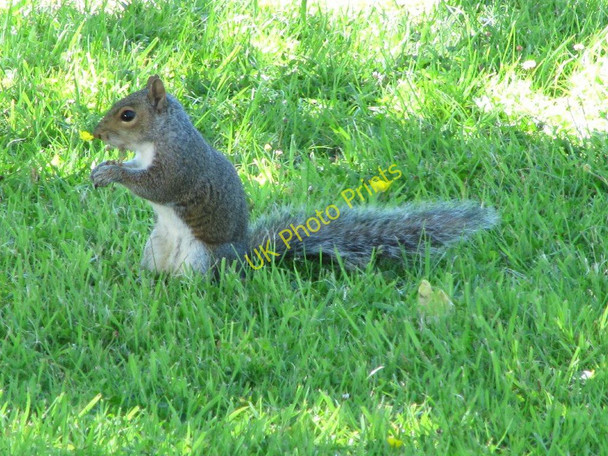 Photo 6"x4" Nibbling on a nut Hundred House c2010