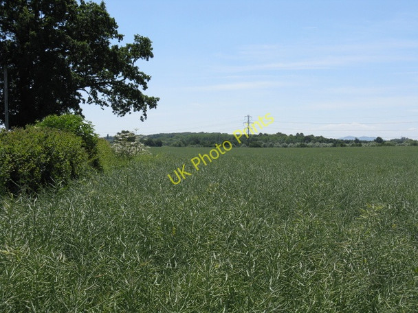 Photo 6"x4" Crops by the lane to Southall Farm Doverdale c2010