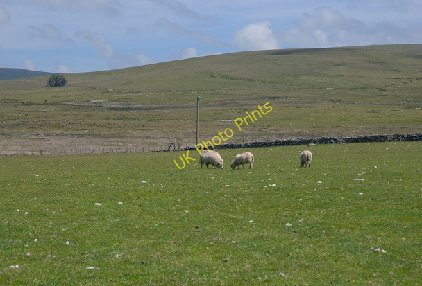 Photo 6"x4" Grazing below Fign Oer Hendre\/SH5909 c2010
