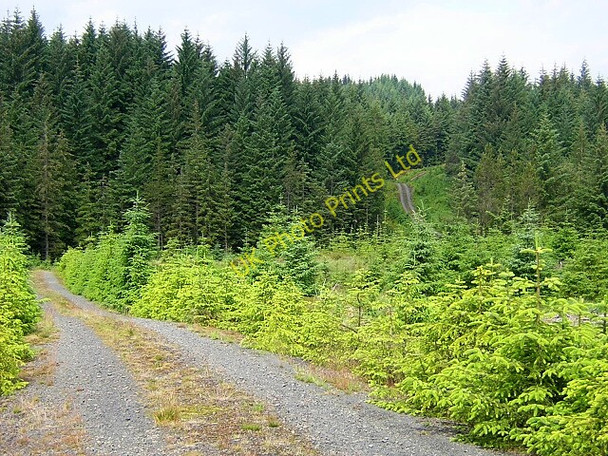 Photo 6"x4" Track in Loch Ard Forest Lime Hill c2006