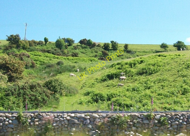 Photo 6"x4" Sheep grazing above the A499 near Gyrn Goch Gryn Goch c2010