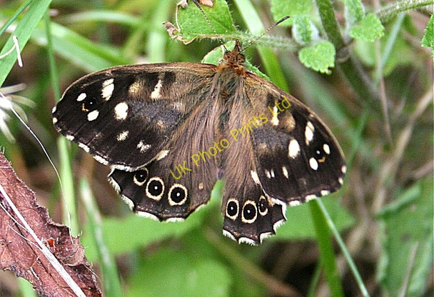 Photo 6"x4" Speckled Wood Butterfly (Pararge aegeria) Fochabers c2006