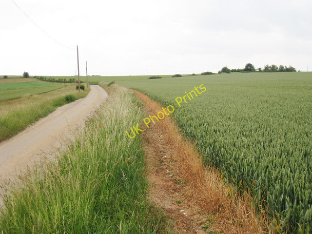 Photo 6"x4" Crop Field along Bramling Road Bekesbourne c2010