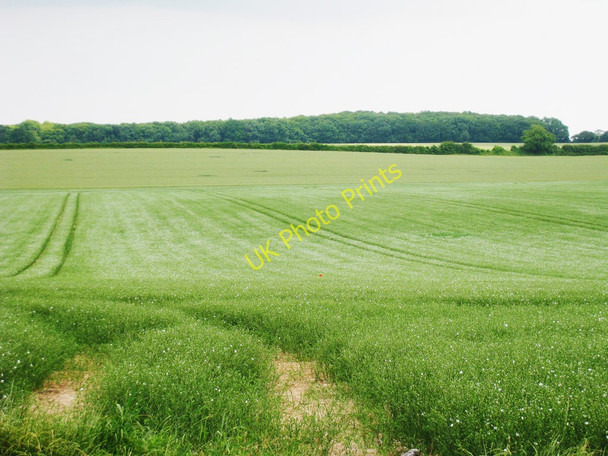 Photo 6"x4" Crop Field off Bramling Road Bossington\/TR2355 c2010