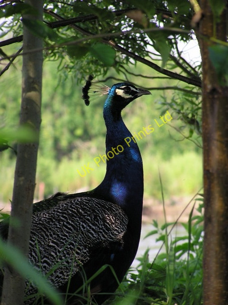 Photo 6"x4" Peacock, Horning Upper Street\/TG3517 c2006