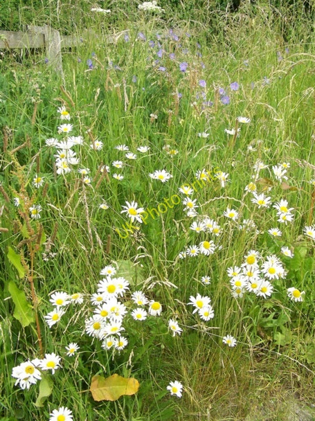Photo 6"x4" Wildflowers, Broad Chalke Broad Chalke c2010