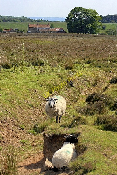Photo 6"x4" Roadside Ditch Lowna c2010