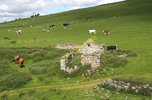 Photo 6"x4" Ruin and Cattle Clashnoir c2010