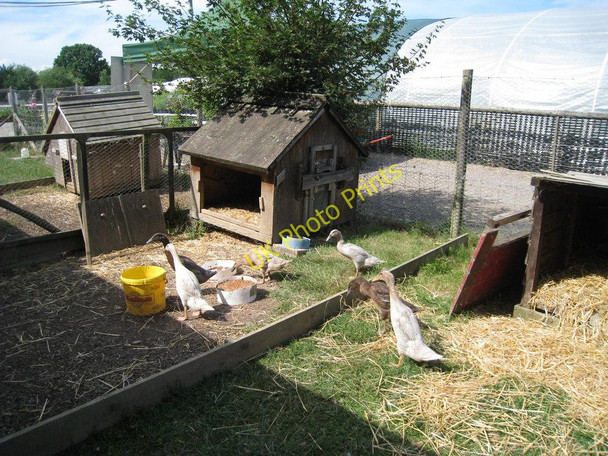 Photo 6"x4" Indian Runners at The Rare Breeds Centre Townland Green c2010